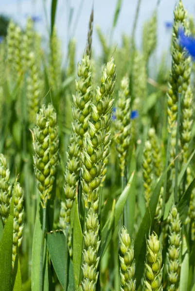 Stock image Wheat