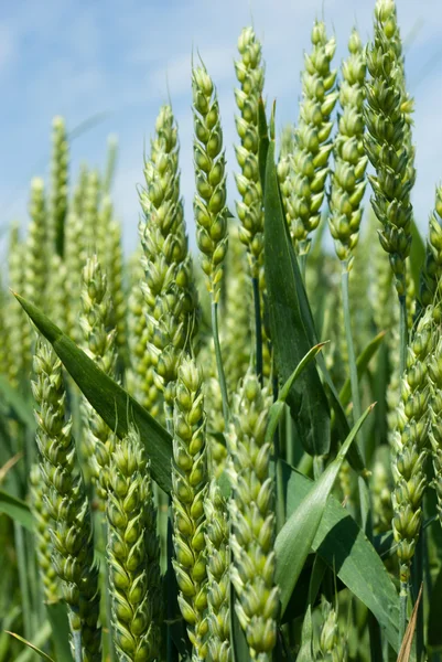 Stock image Wheat