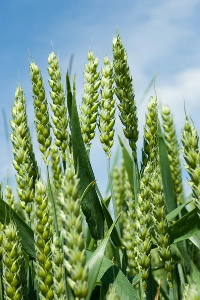 stock image Wheat