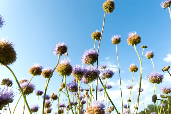 stock image Flowers