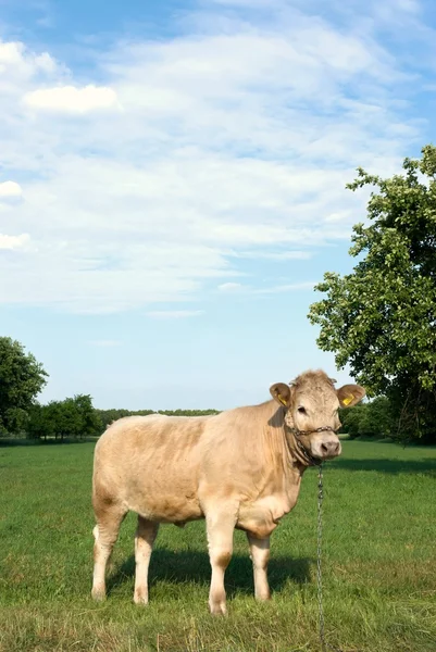 Αγελάδα σειρά των ζώων — Φωτογραφία Αρχείου