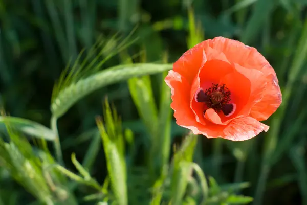 stock image Flowers