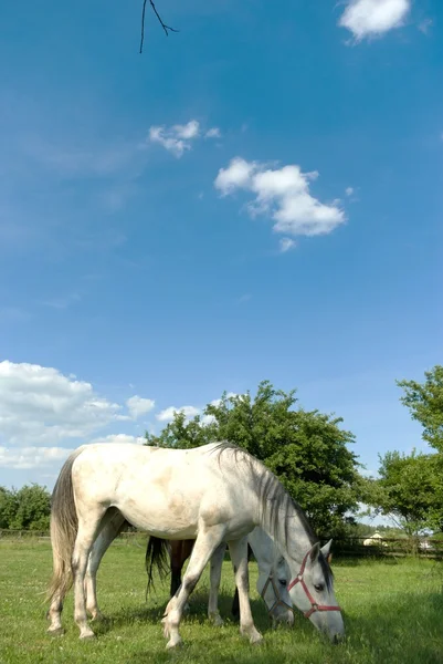 Art af hest - Stock-foto