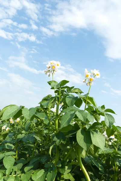 stock image Wild plant