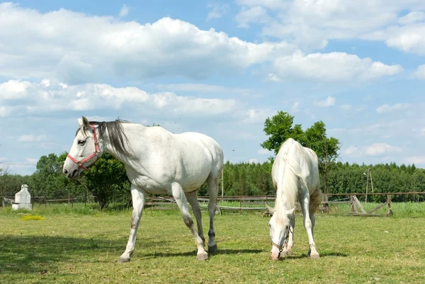 Лошадь — стоковое фото