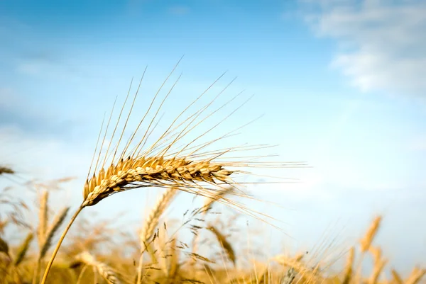 stock image Wheat