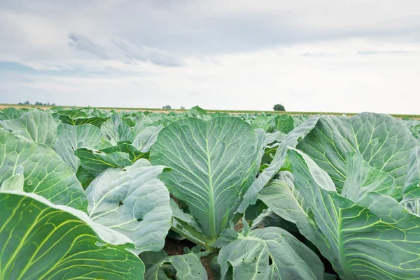 stock image Cabbage