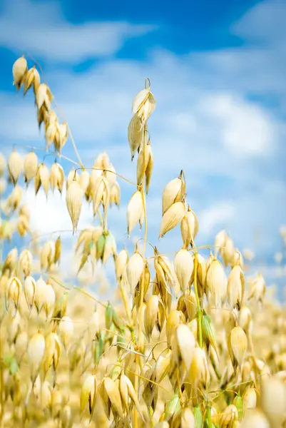 stock image Oats