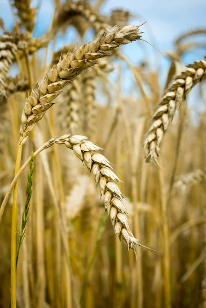 Пшениця — стокове фото