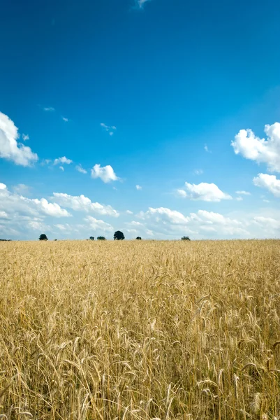 Agricultural field — Stock Photo, Image