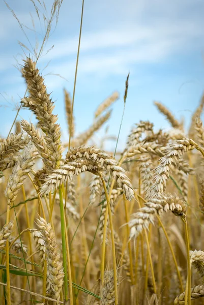 stock image Agricultural field