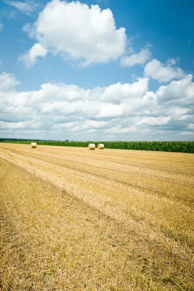 農業分野 — ストック写真