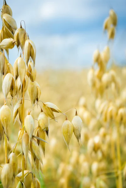 Stock image Oats