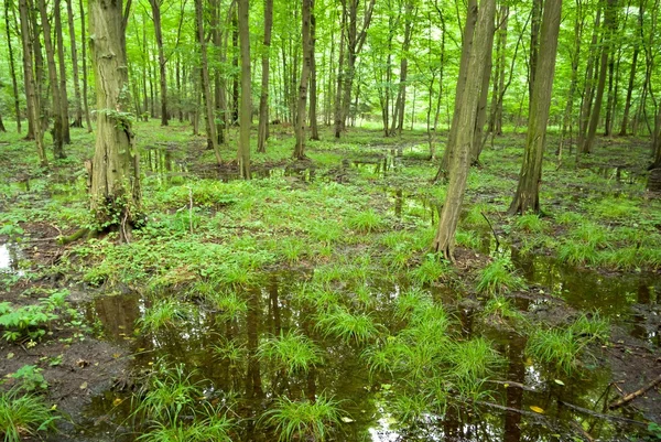 Bomen — Stockfoto