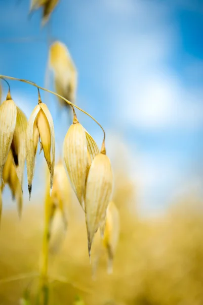 stock image Oats