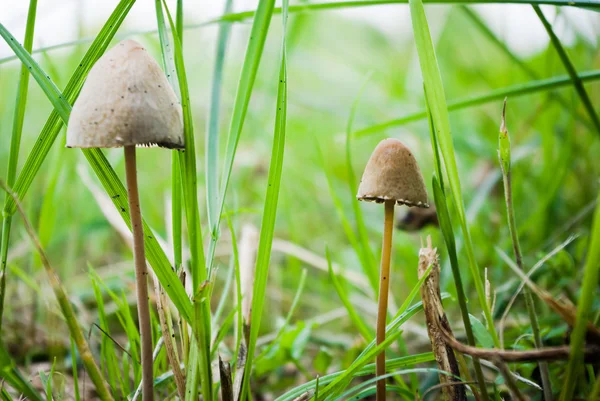 stock image Mushroom