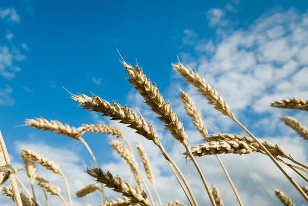 stock image Wheat