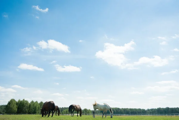 Cavalo — Fotografia de Stock