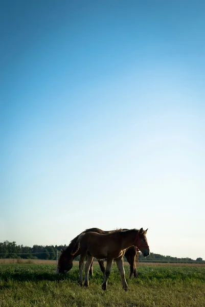 말 — 스톡 사진