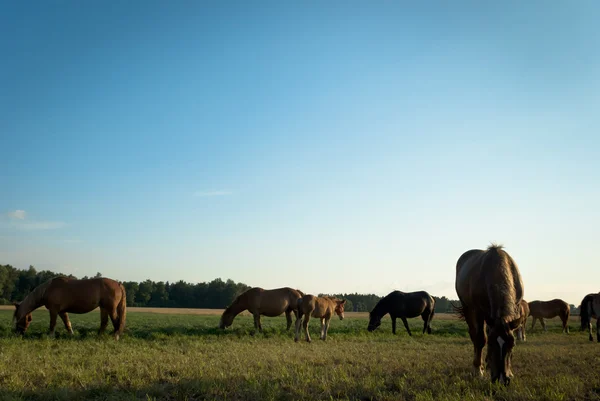 stock image Horse