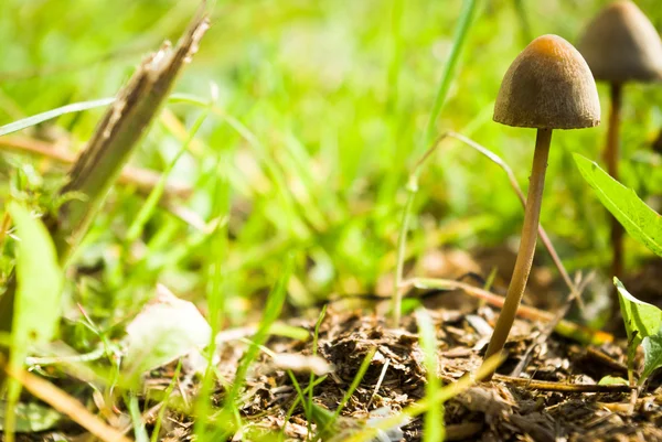 stock image Mushroom