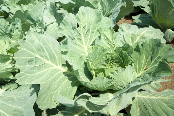 stock image Cabbage