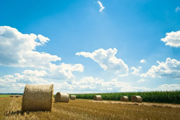Sector agrícola — Foto de Stock