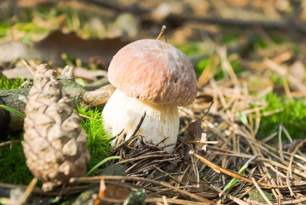 stock image Mushroom