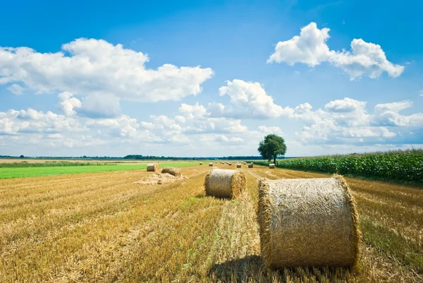 Jordbruksområdet — Stockfoto
