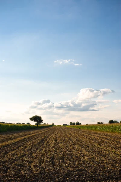 Sector agrícola — Foto de Stock