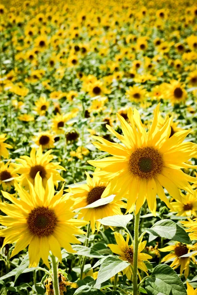 stock image Flowers