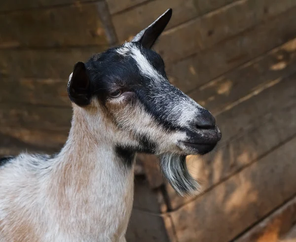 Portret van een boerderij billy goat Stockfoto