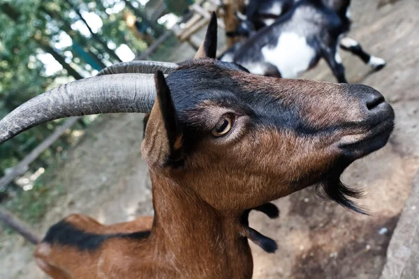 Portret van een boerderij billy goat Stockafbeelding