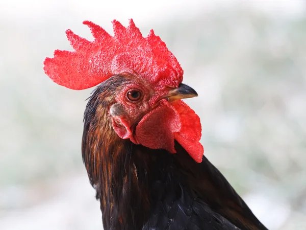Un retrato de gallo de cerca Fotos De Stock