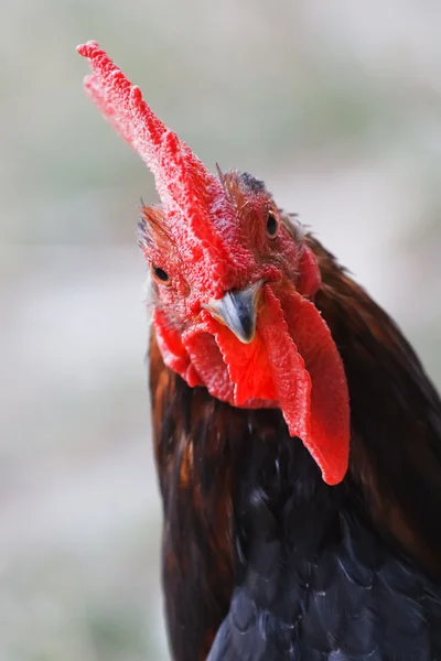Un retrato de gallo de cerca Fotos De Stock Sin Royalties Gratis
