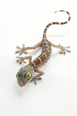 Close up view of nice colorful lizard on white back clipart