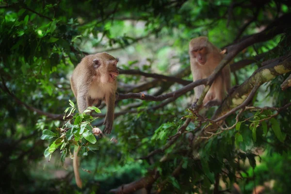 Vista del ambiente tropical natural del mono salvaje agradable — Foto de Stock