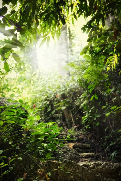 Как вид на красивый летний лес с солнечным светом, пробивающимся сквозь него. — стоковое фото
