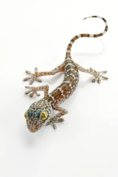 Vista de cerca de un lindo lagarto colorido en la espalda blanca —  Fotos de Stock