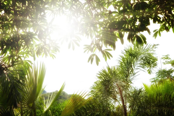 Фрагмент як вид гарного літнього лісу з сонячним сяйвом, що проходить крізь — стокове фото