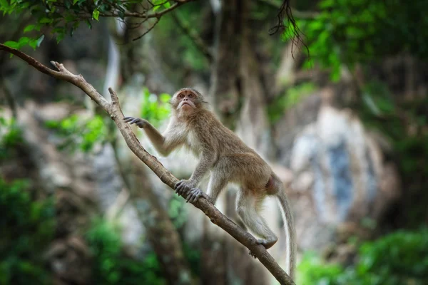 Άποψη του ωραία άγρια μαϊμού φυσικό τροπικό περιβάλλον — Φωτογραφία Αρχείου