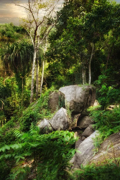 Panoramisch uitzicht op mooie tropische jungle en enorme keien — Stockfoto