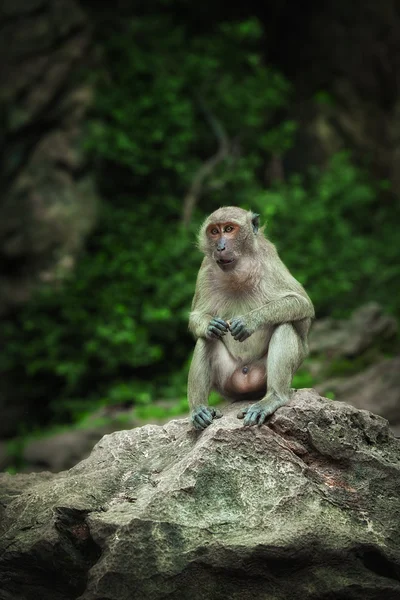 Güzel vahşi maymun doğal tropikal ortamı görüntüleme — Stok fotoğraf