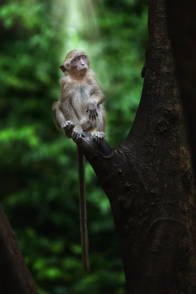 Scimmia scimmia — Foto Stock