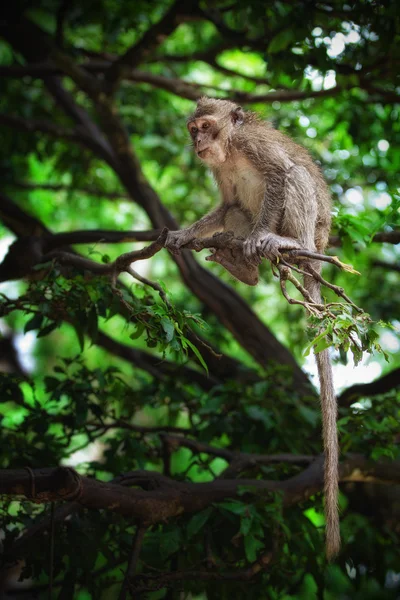 Scimmia di scimmia — Foto Stock