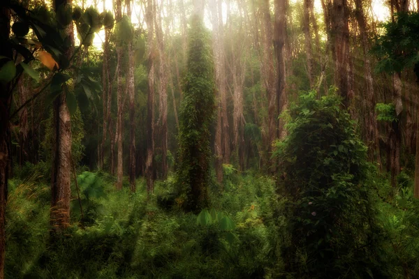 Лесные леса в лесах — стоковое фото