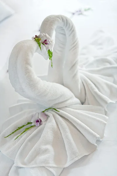 Swansswans — стокове фото