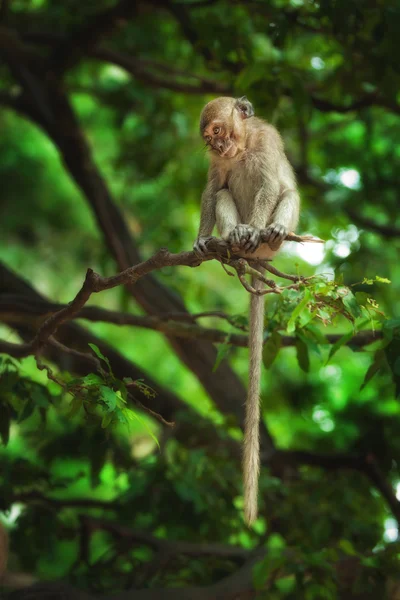 Обезьяна-обезьяна — стоковое фото
