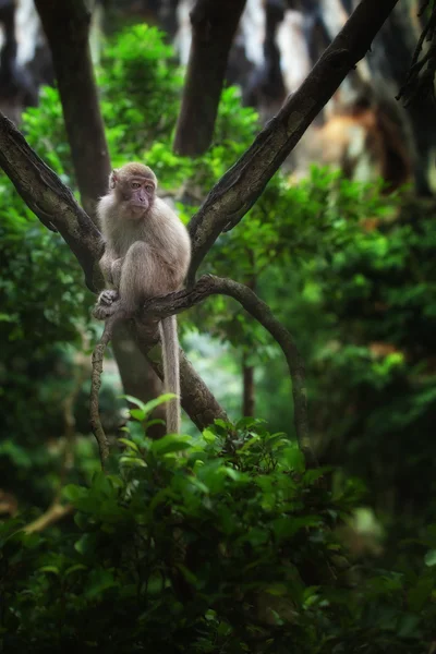 I djungeln — Stockfoto