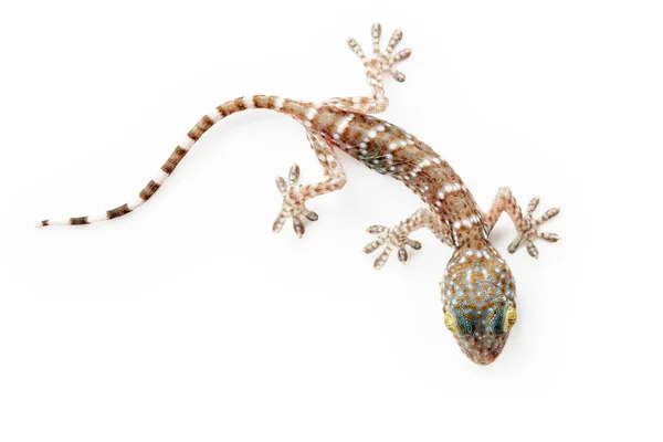 Lizard lizard — Stock Photo, Image
